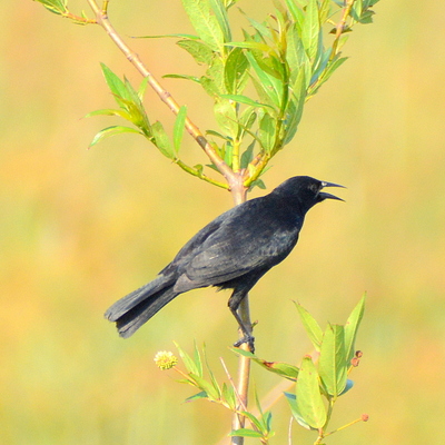 Austral Blackbird_1